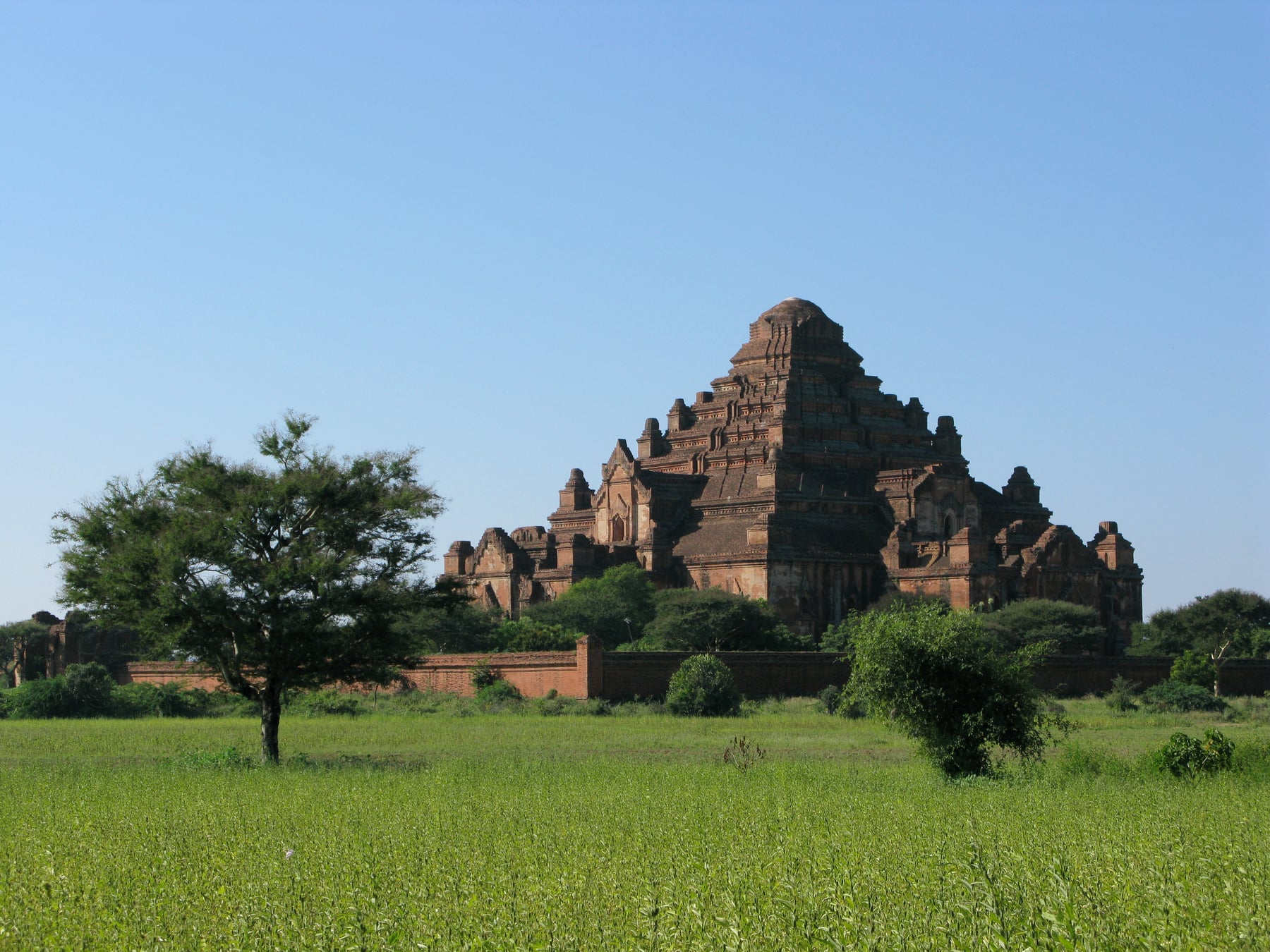 The massive pyramidal brick form of Dhammayangyi Temple rising above a green field, with a lone tree in the foreground.