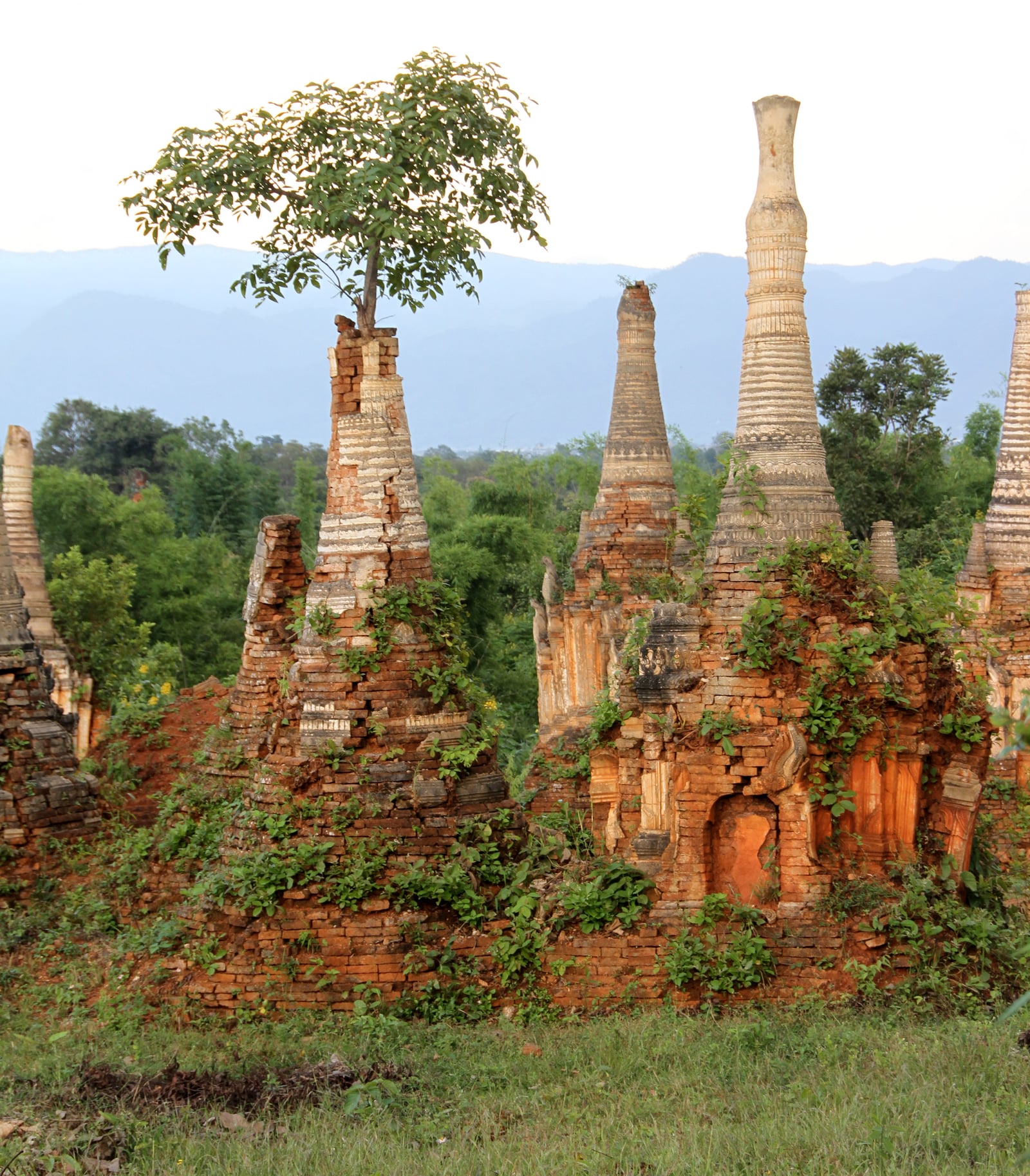 Weathered brick stupas at Indein near Inle Lake, overgrown with vines and a small tree, with the Shan hills behind.