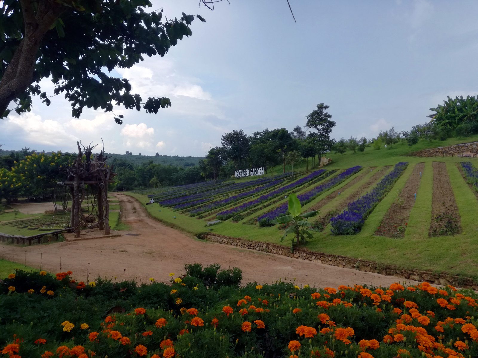 Rows of purple salvia and orange marigolds stretch across a hillside at December Garden in Pyin Oo Lwin, with clipped trees and hills in the distance.