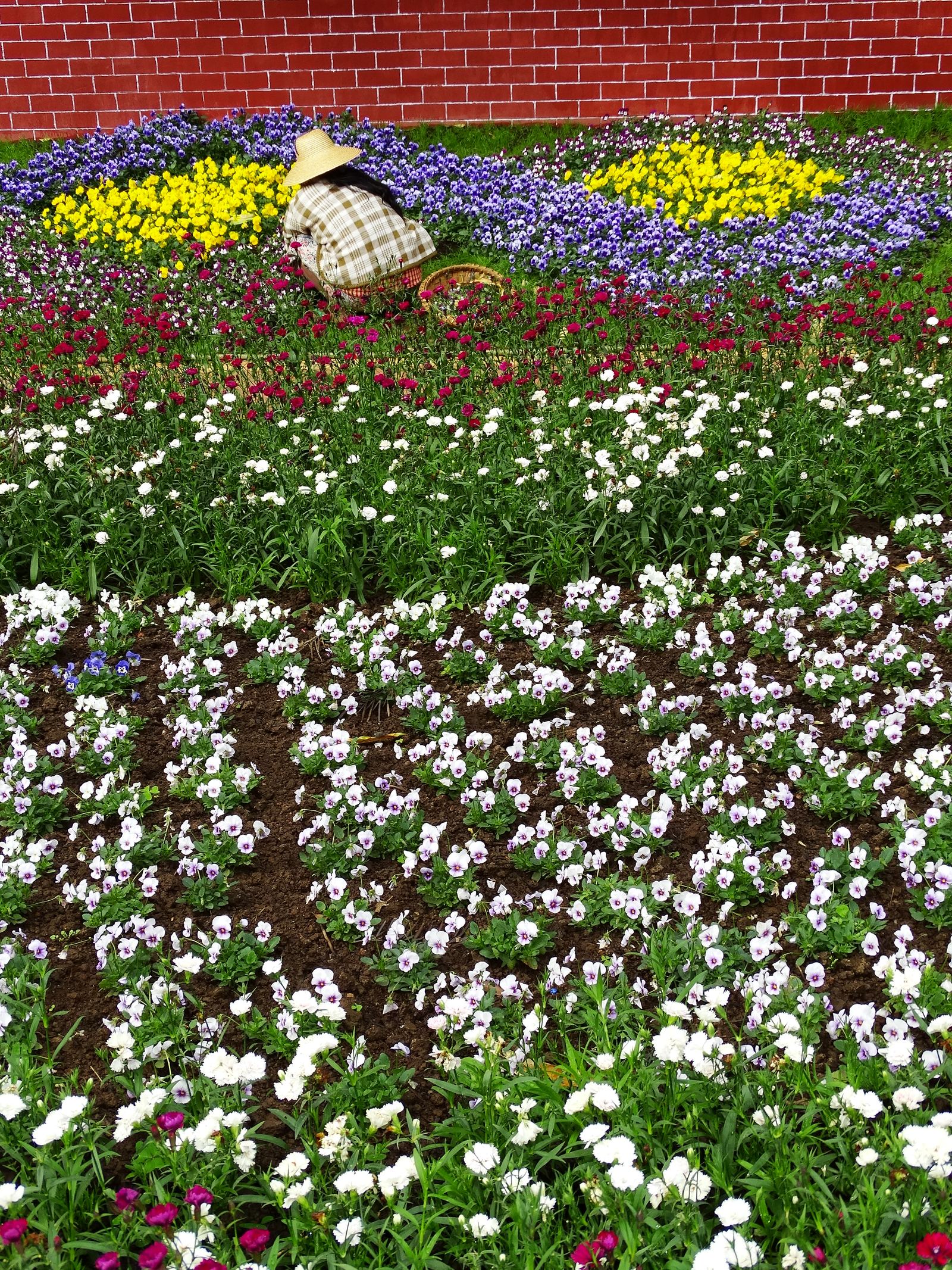 A woman in a straw hat crouches to tend rows of colourful flowerbeds, planted in bands of yellow, purple and white, at the National Kandawgyi Garden.